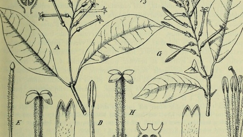 Cây Trà gỗ. Polyosma mutabilis King - Cây Thuốc Nam Quanh Ta